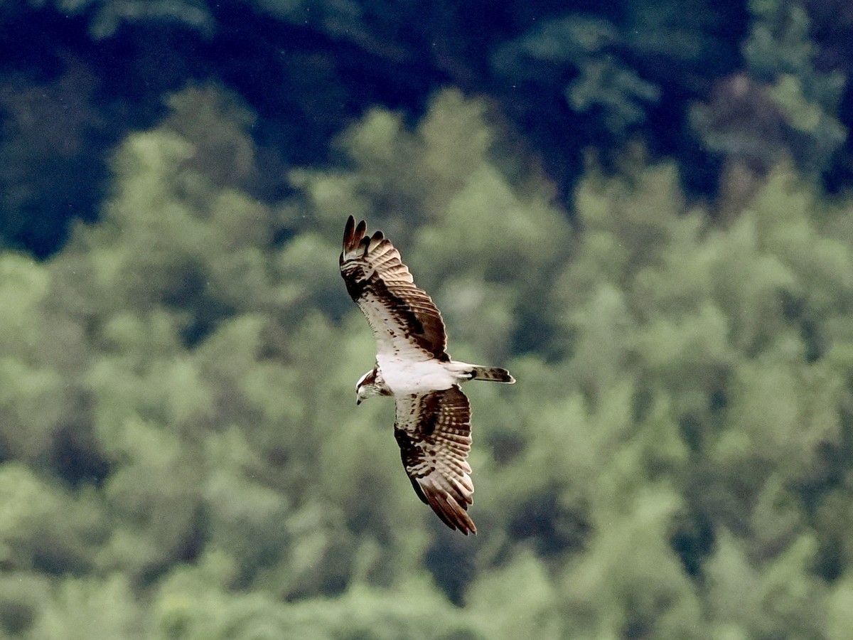 Osprey - ML647165128