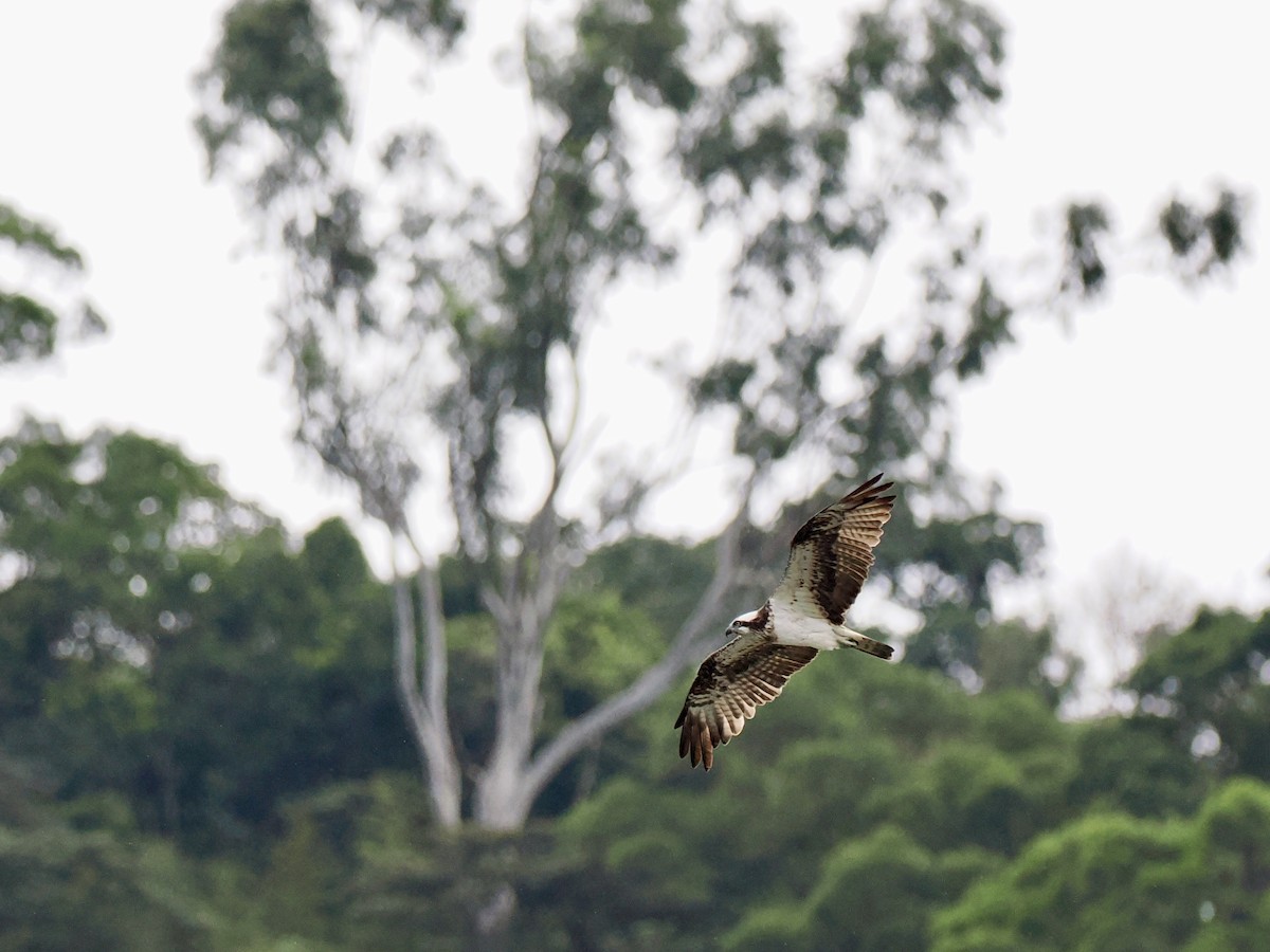 Osprey - ML647165130