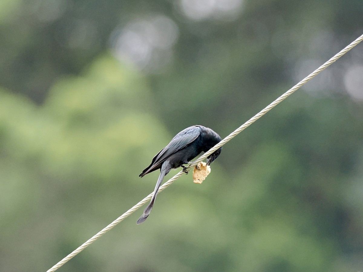 drongo černý - ML647165153