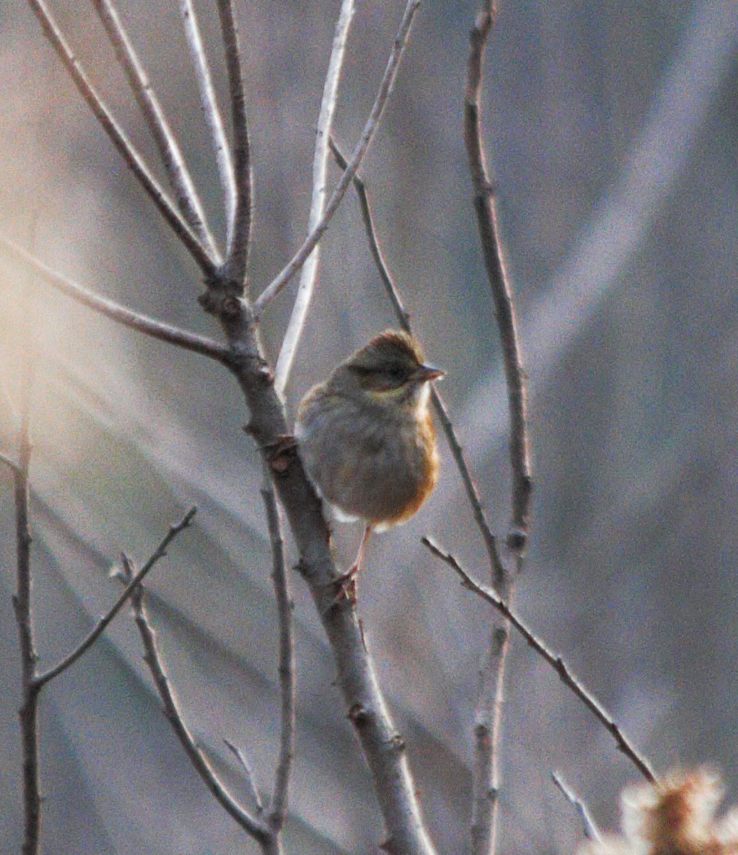 Swamp Sparrow - ML647165154