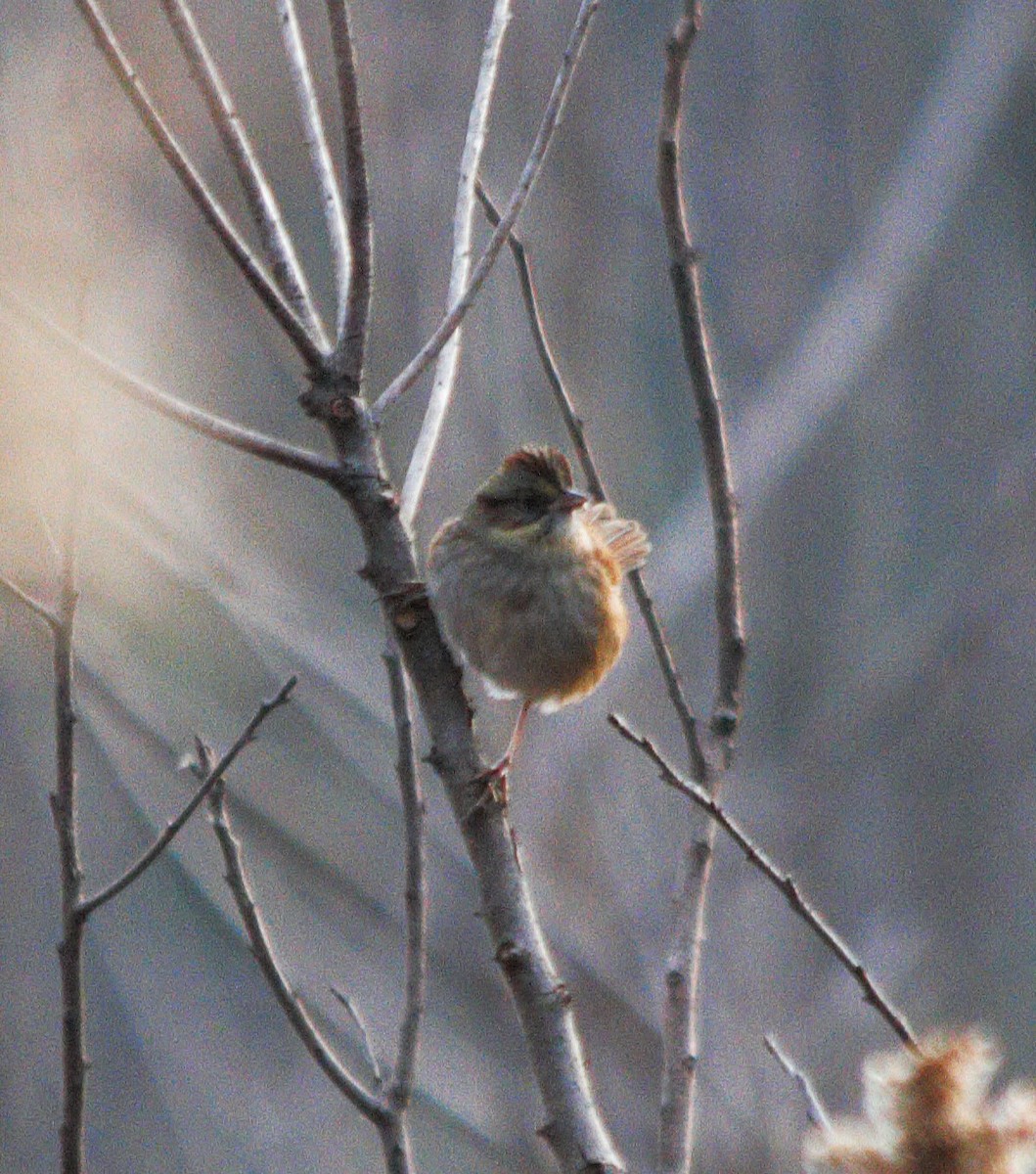 Swamp Sparrow - ML647165155
