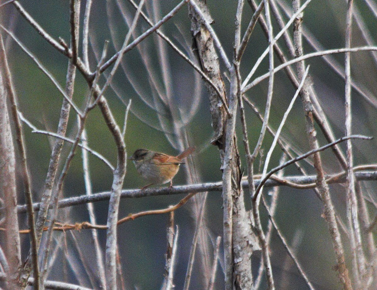 Swamp Sparrow - ML647165156