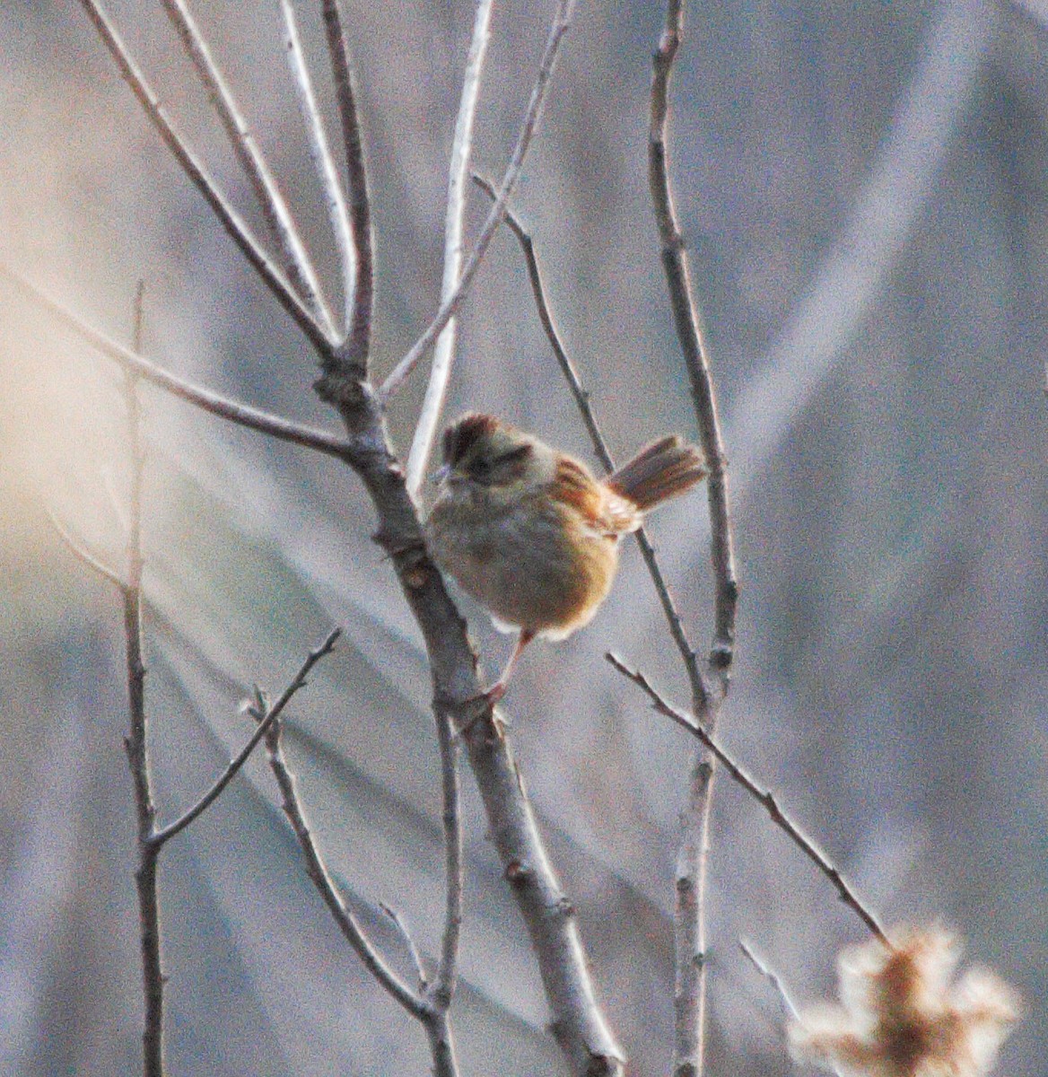 Swamp Sparrow - ML647165157