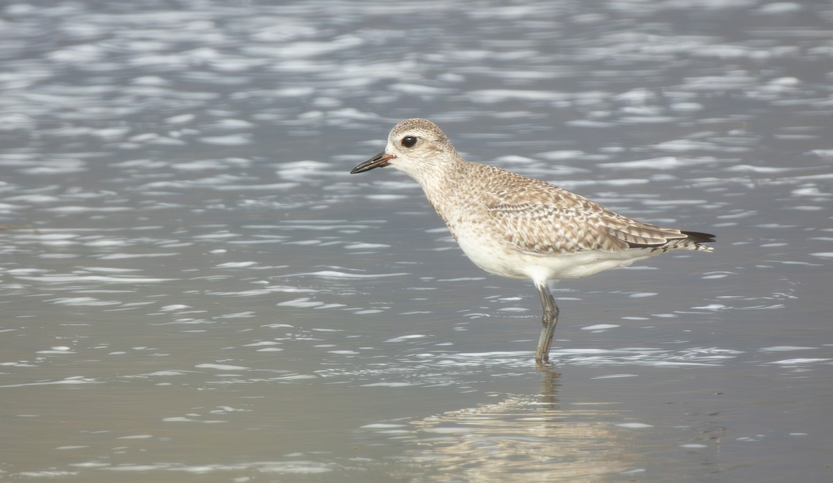 חופזי מנומר - ML647165169