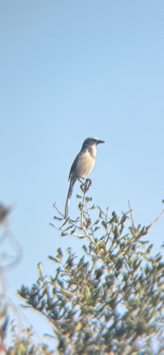 Florida Scrub-Jay - ML647165175