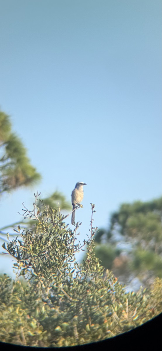 Florida Scrub-Jay - ML647165176