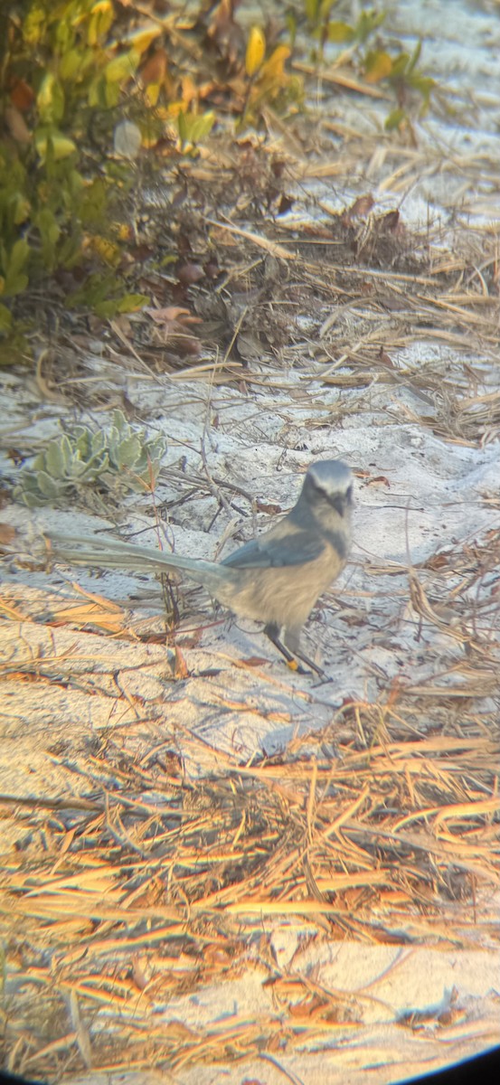 Florida Scrub-Jay - ML647165177