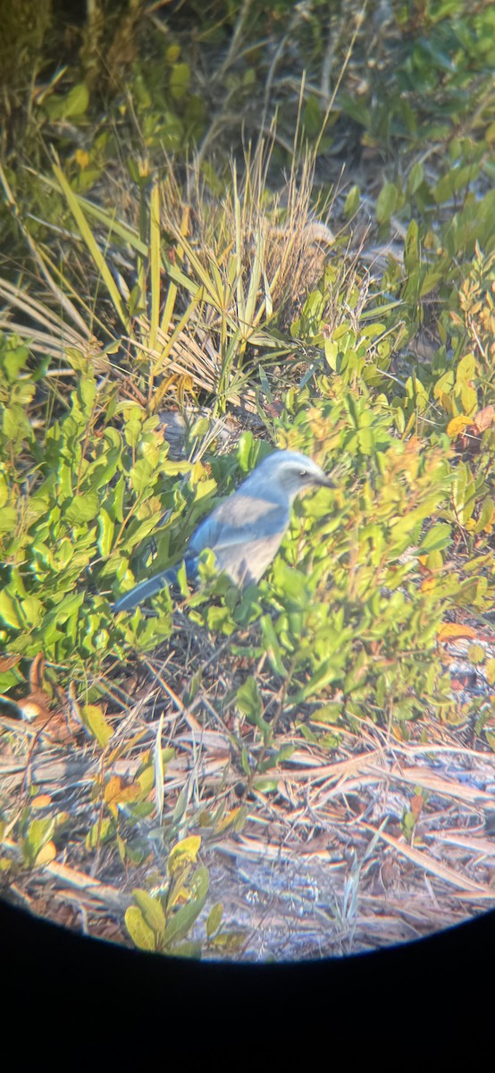 Florida Scrub-Jay - ML647165178