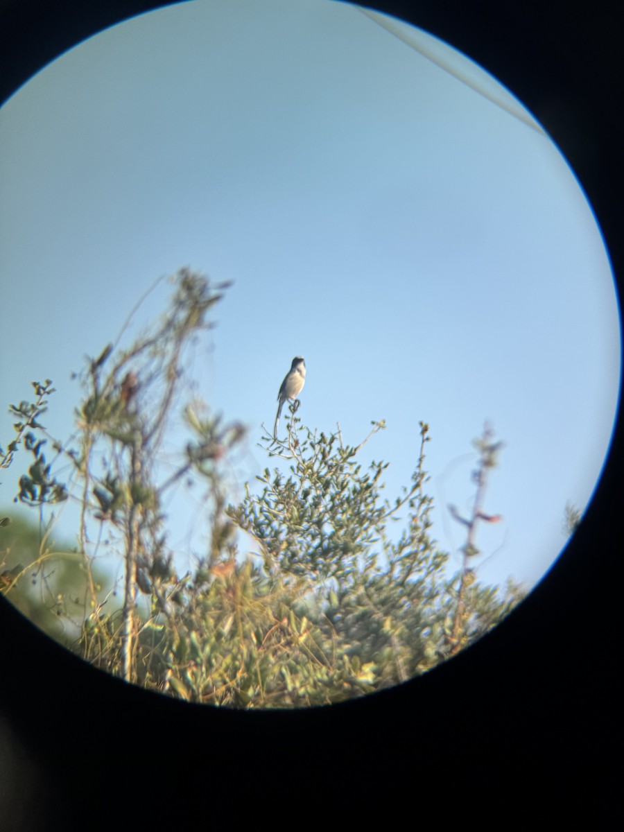 Florida Scrub-Jay - ML647165179