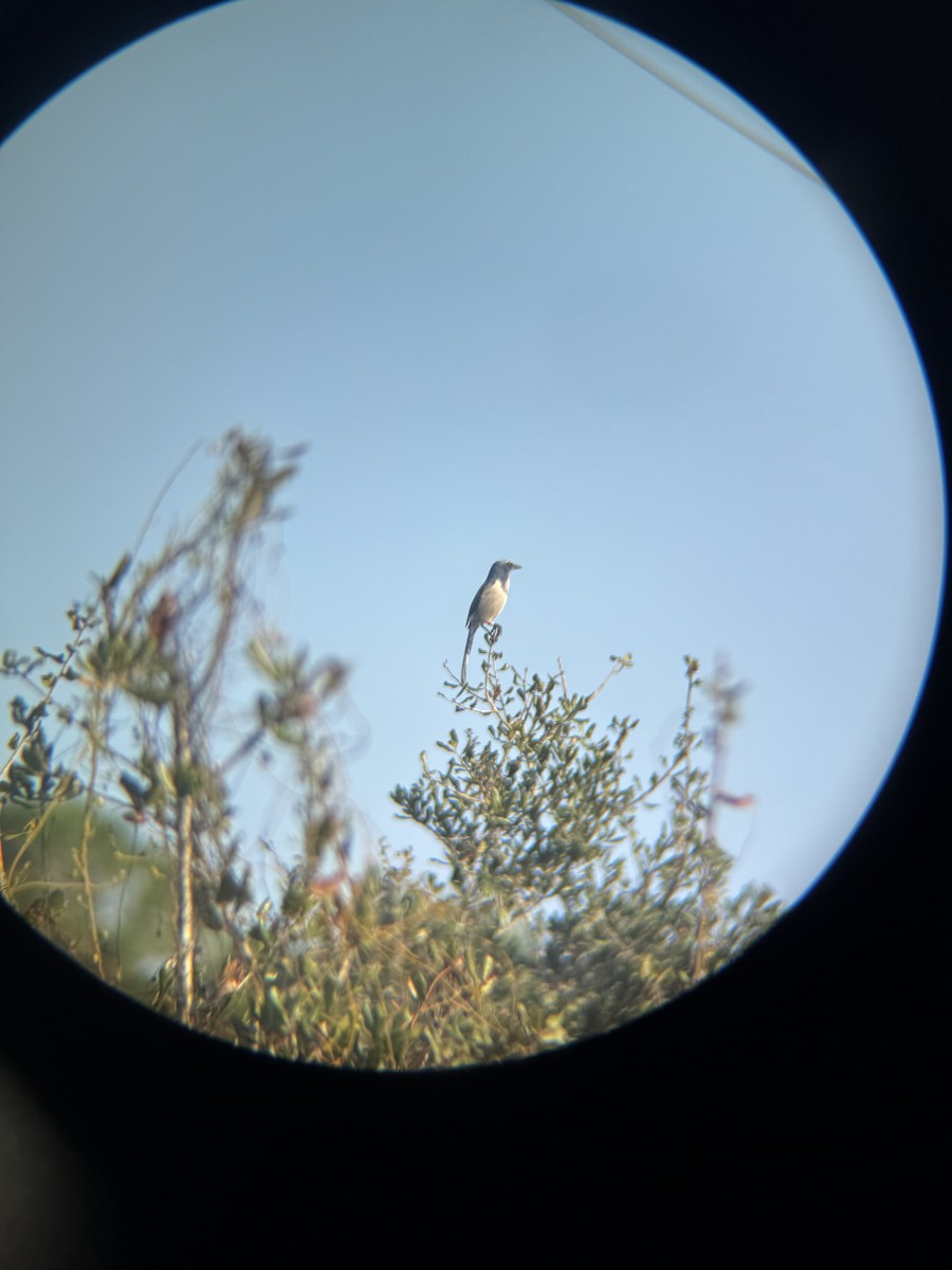 Florida Scrub-Jay - ML647165181