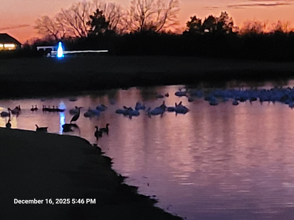 Canada Goose - ML647165184