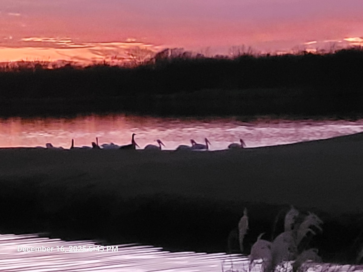 Canada Goose - ML647165188