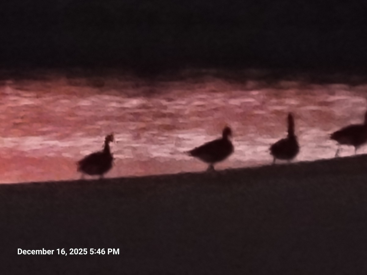 Canada Goose - ML647165189