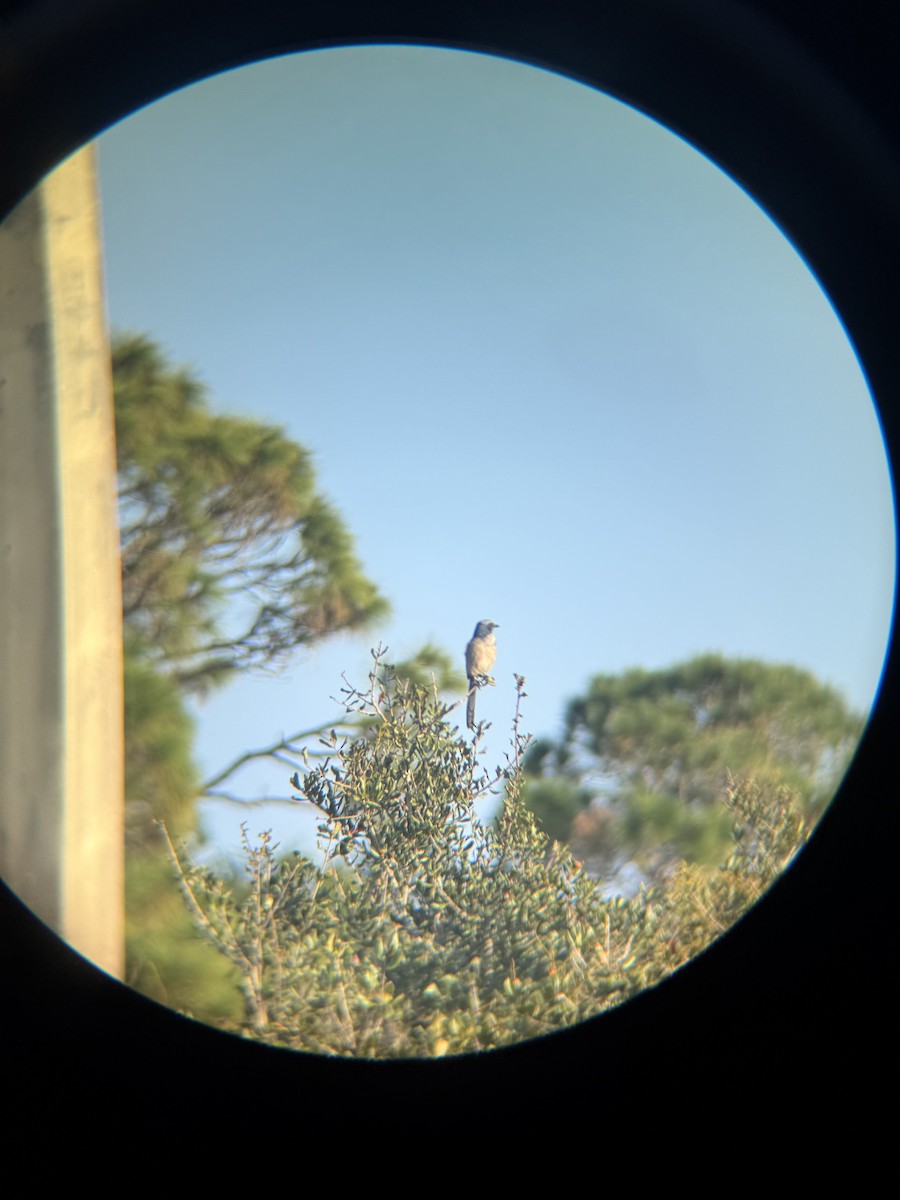Florida Scrub-Jay - ML647165192