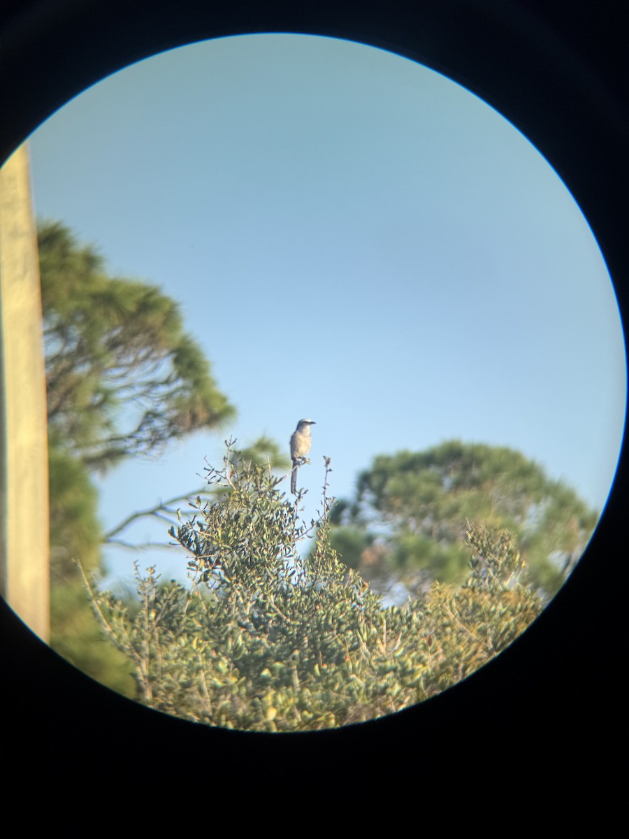 Florida Scrub-Jay - ML647165197