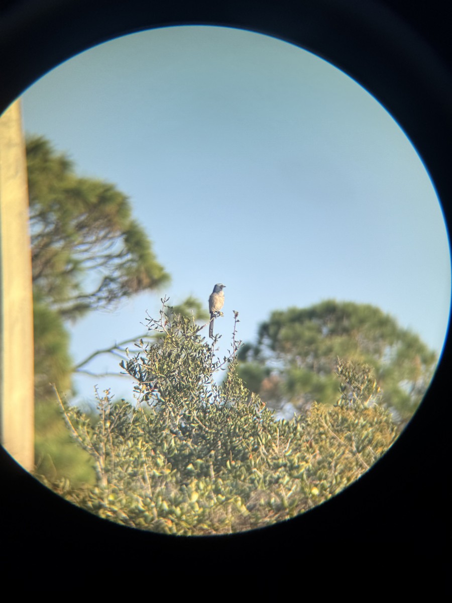 Florida Scrub-Jay - ML647165198