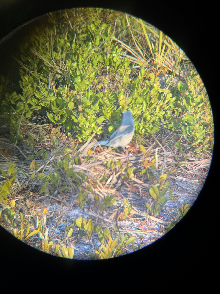Florida Scrub-Jay - ML647165200