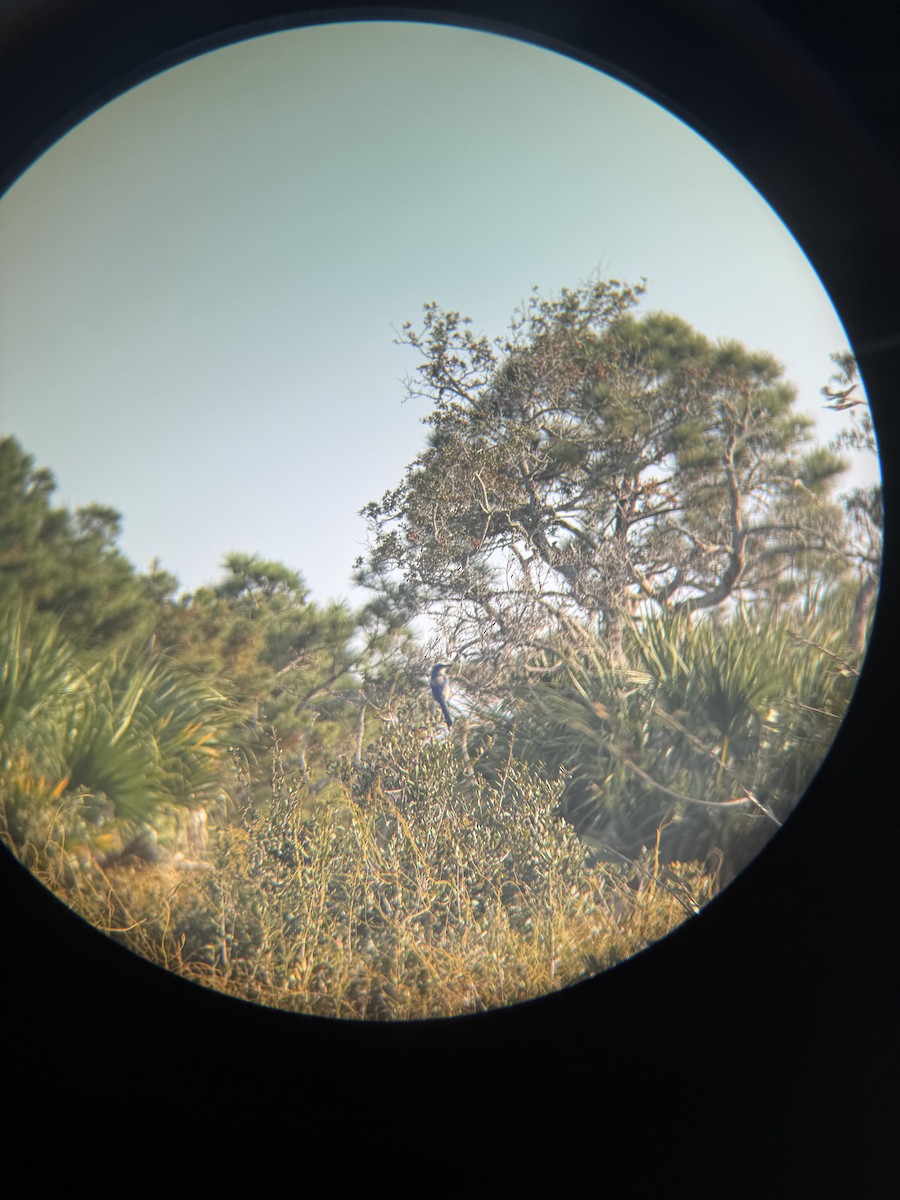 Florida Scrub-Jay - ML647165201
