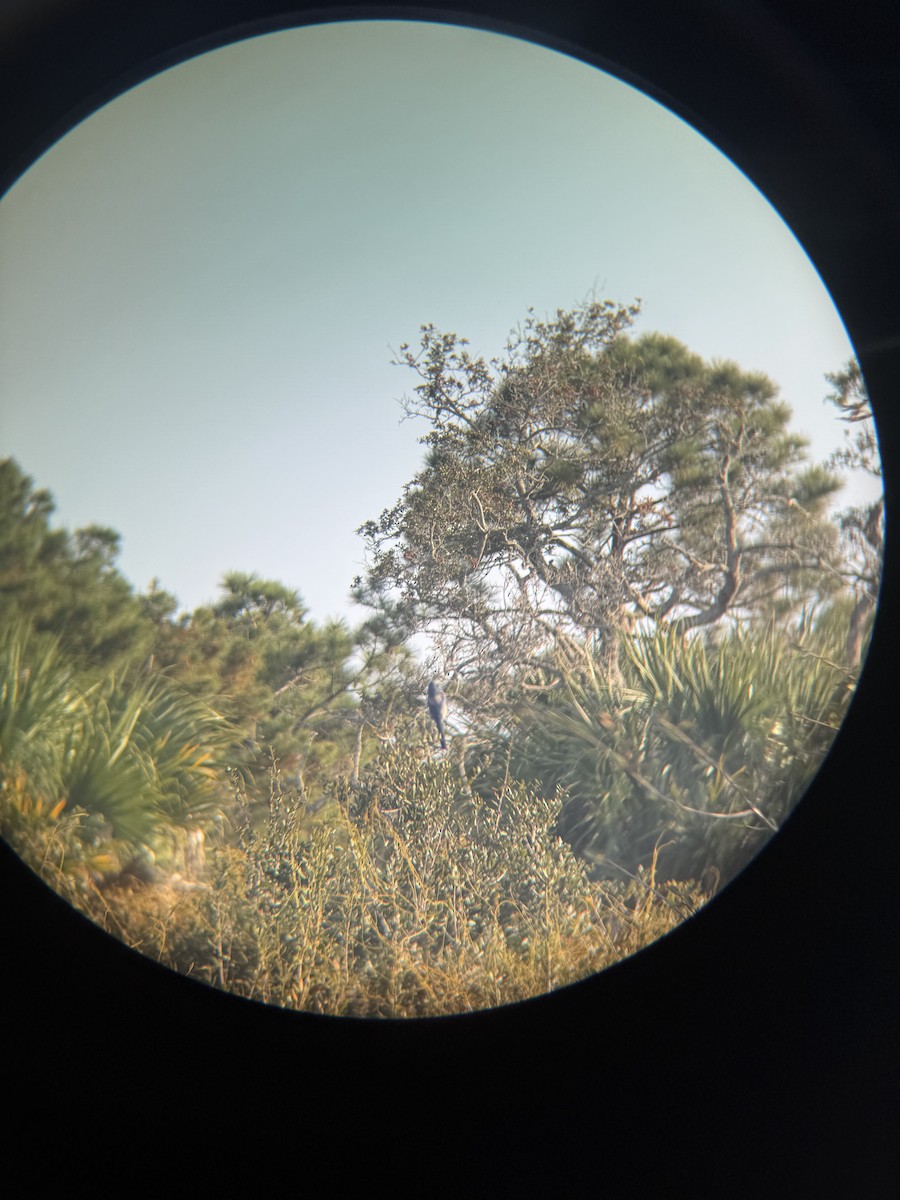 Florida Scrub-Jay - ML647165202
