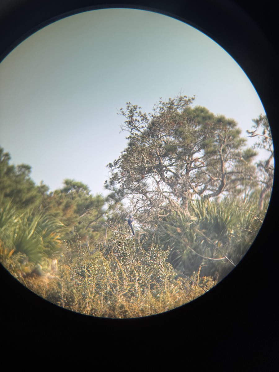Florida Scrub-Jay - ML647165203