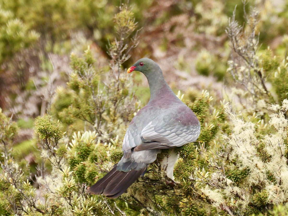 Chatham Islands Pigeon - ML647165212
