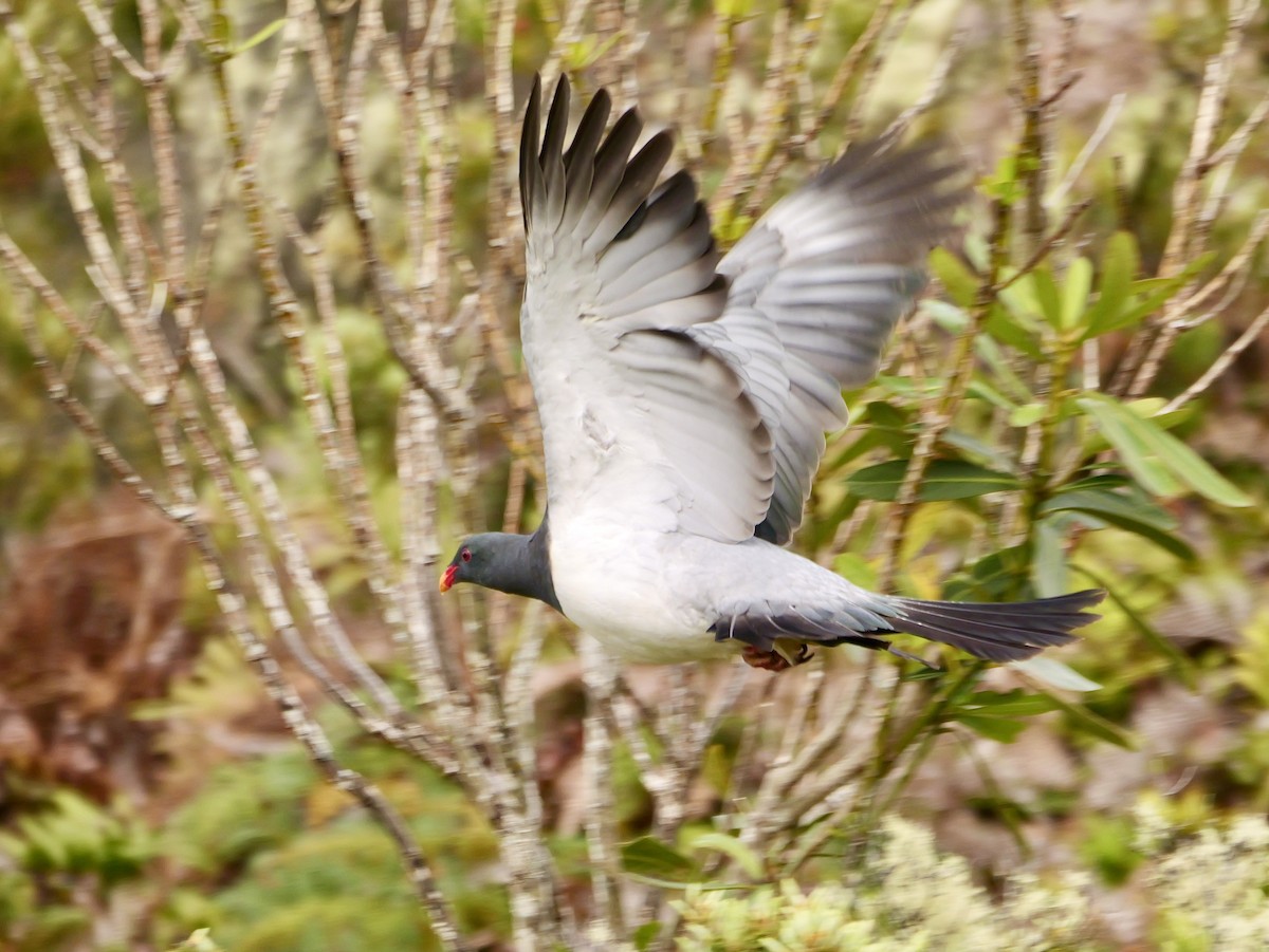 Chatham Islands Pigeon - ML647165213