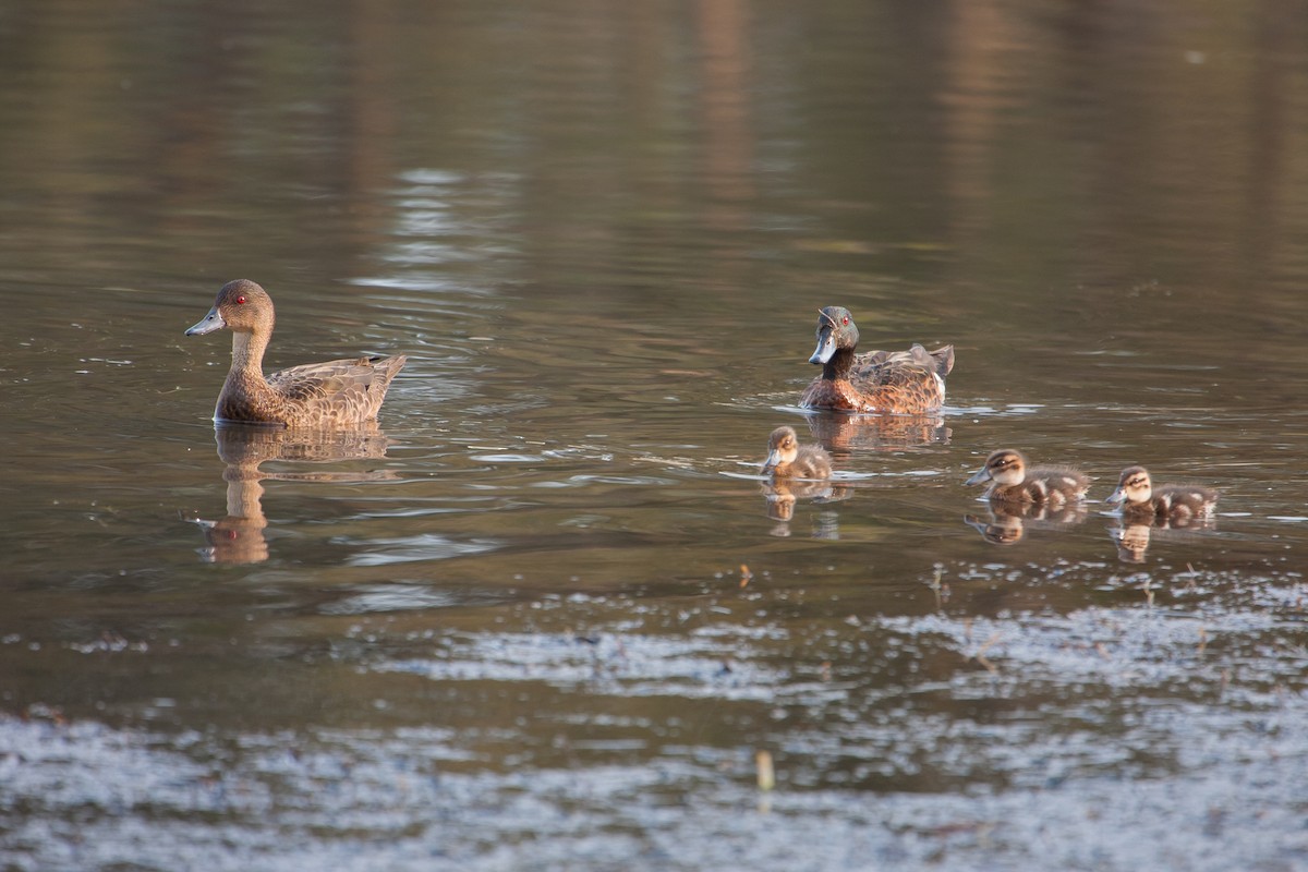Chestnut Teal - ML647165215