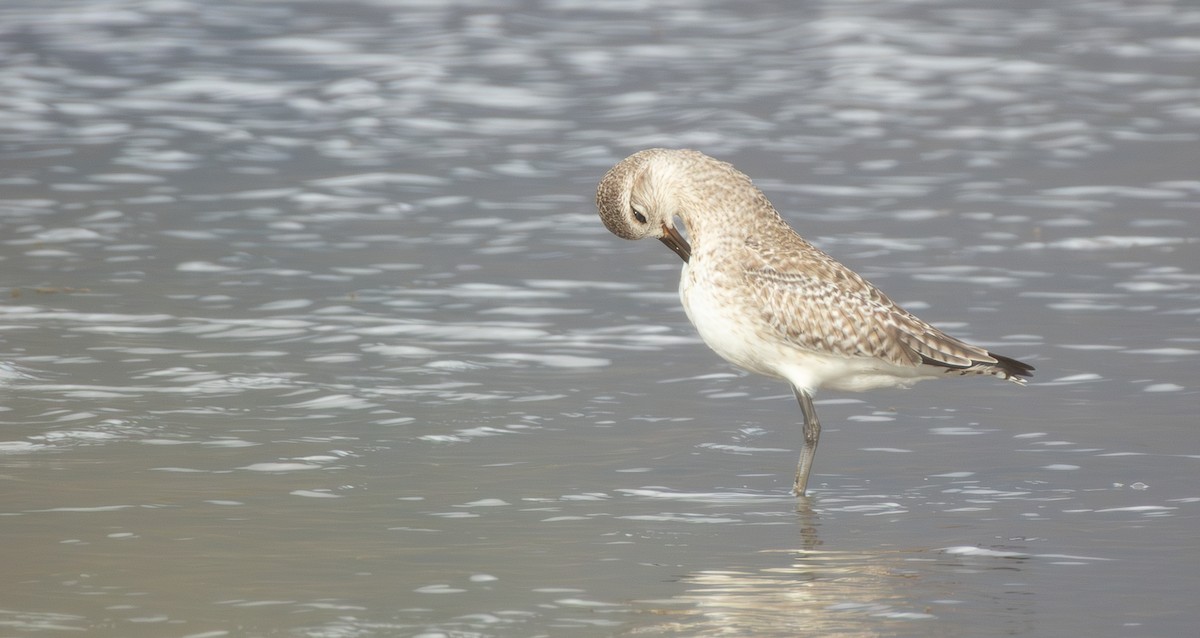 חופזי מנומר - ML647165216