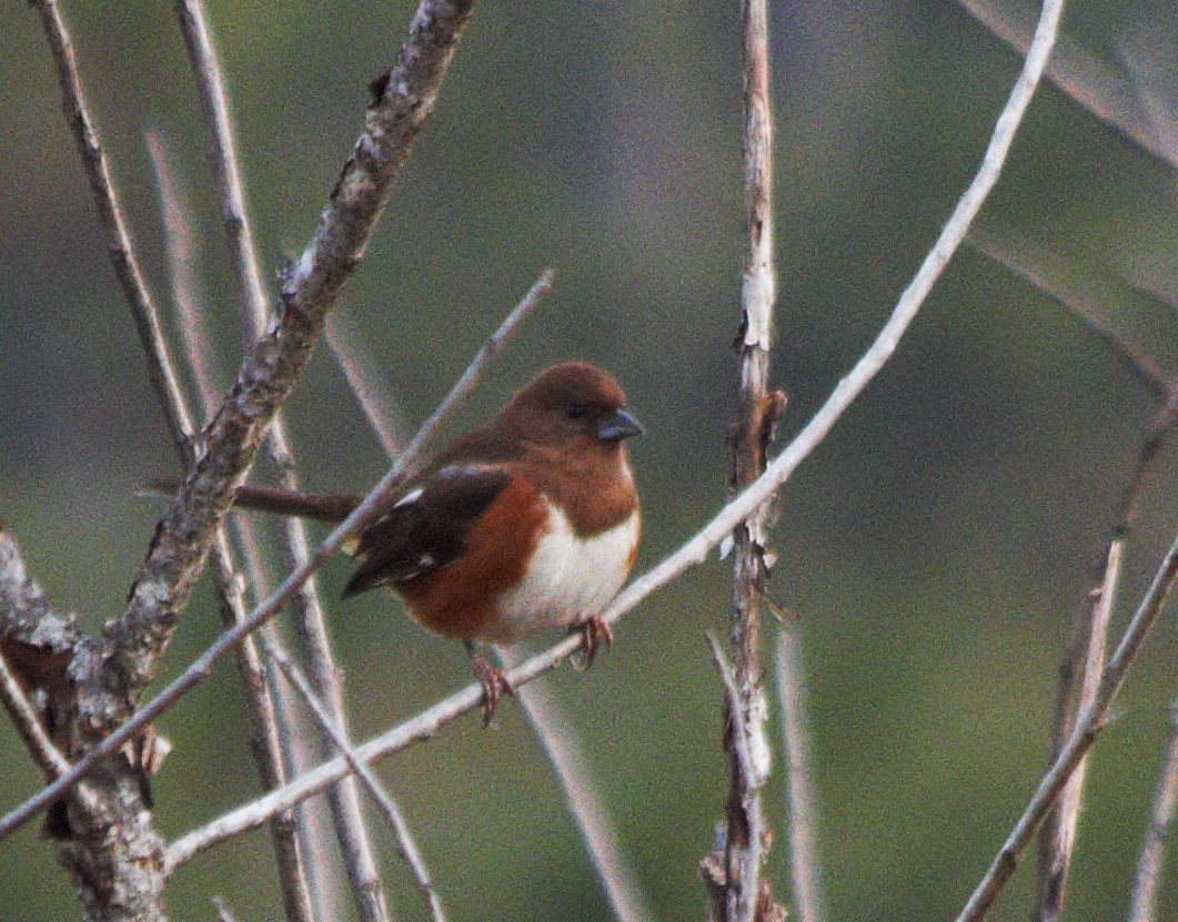 Eastern Towhee - ML647165219