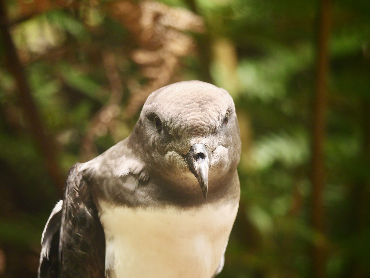 Тайфунник новозеландський - ML647165233