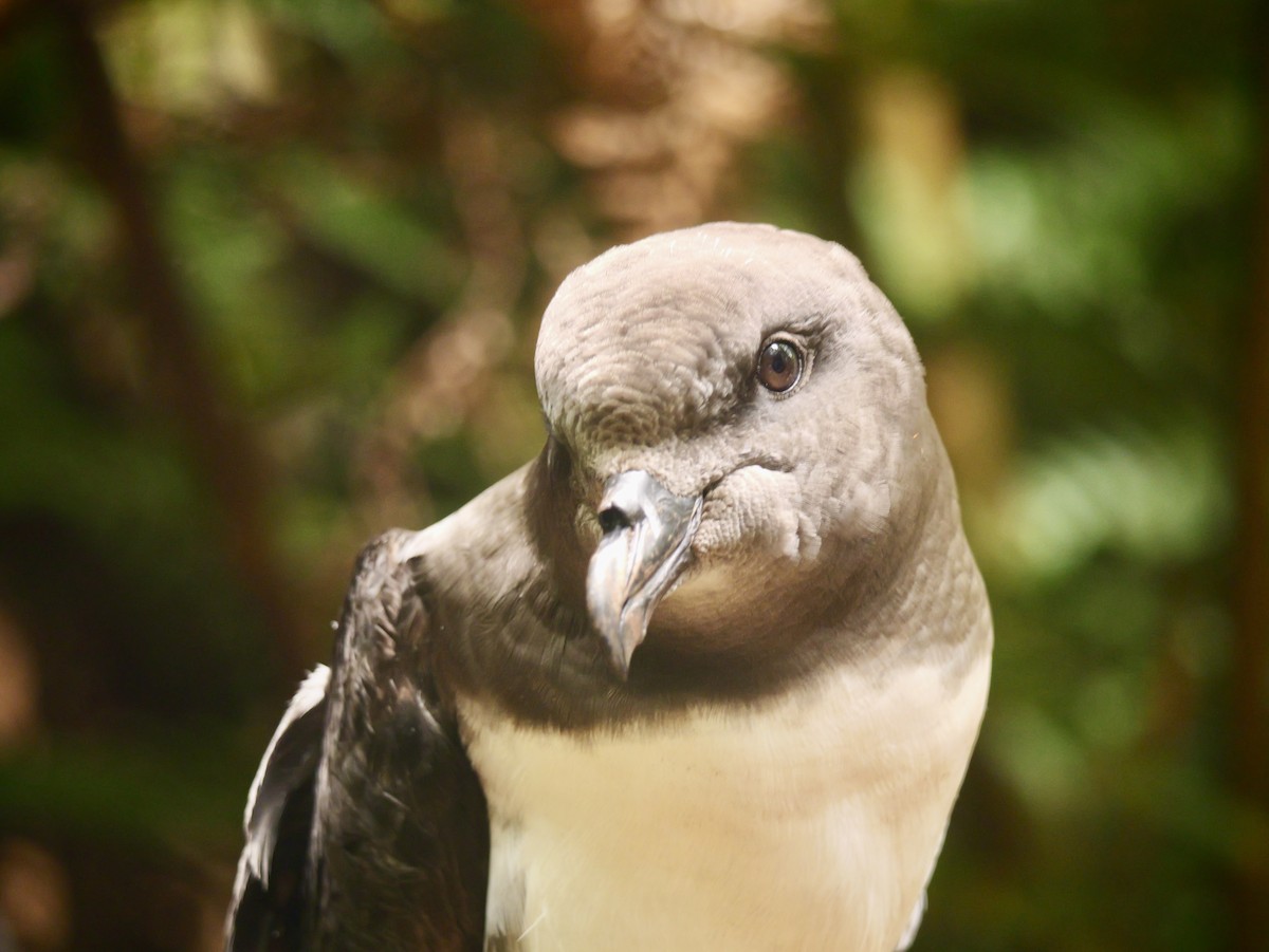 Тайфунник новозеландський - ML647165234