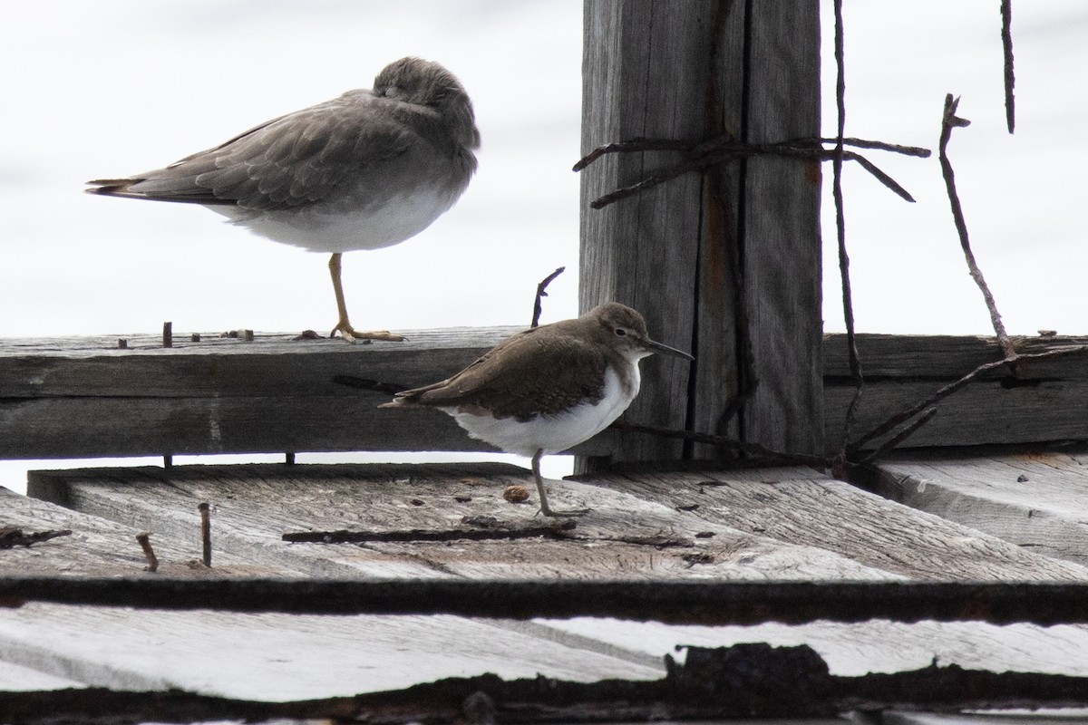 Common Sandpiper - ML647165241