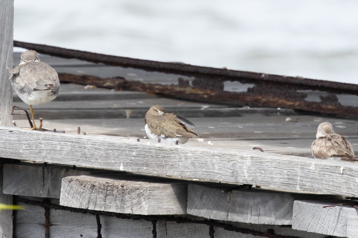 Common Sandpiper - ML647165242