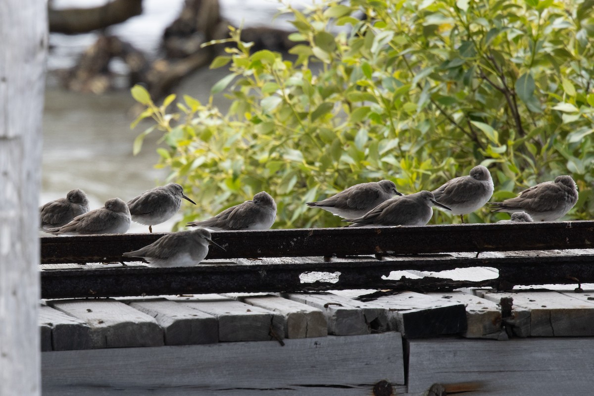 Gray-tailed Tattler - ML647165243
