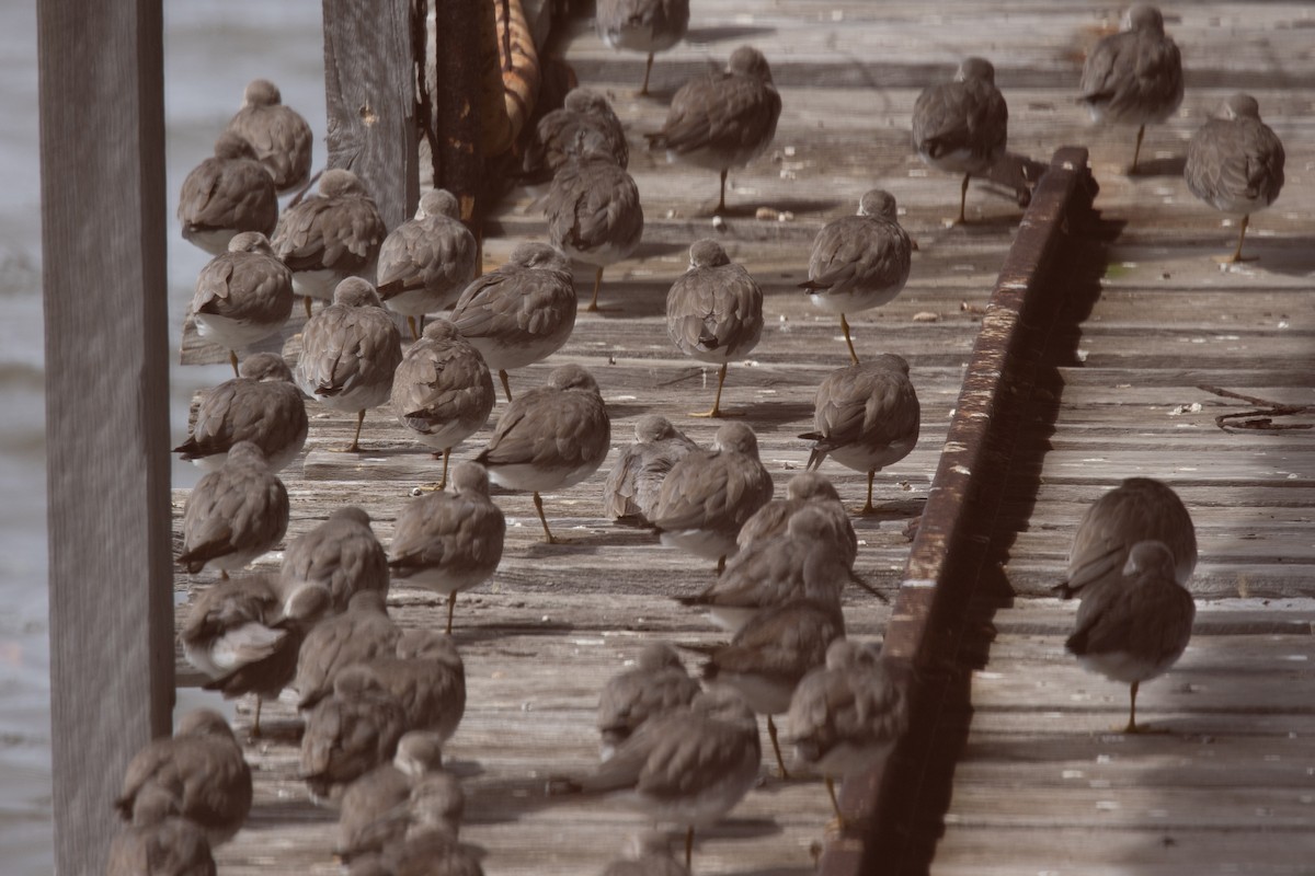 Gray-tailed Tattler - ML647165244