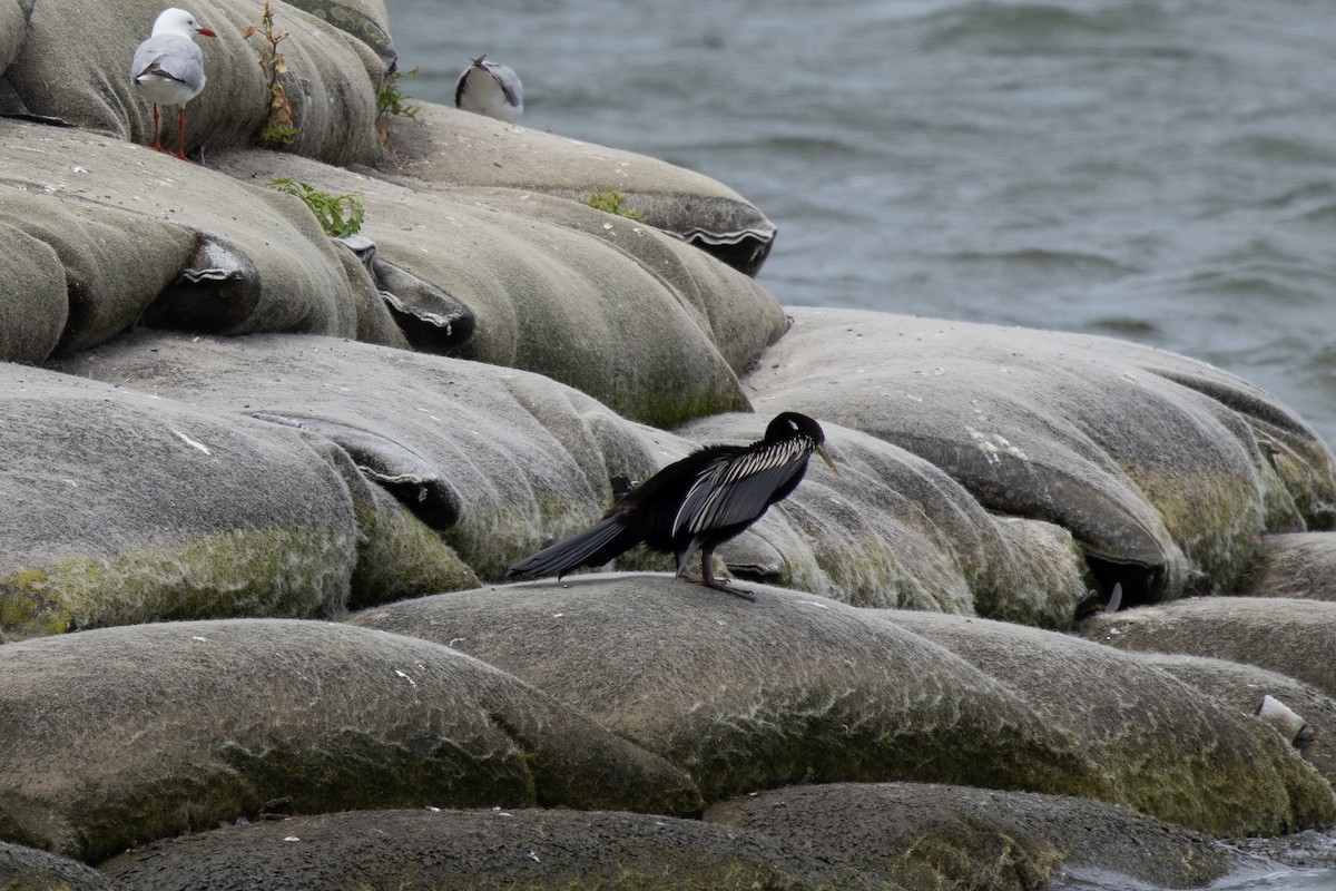 Australasian Darter - ML647165245