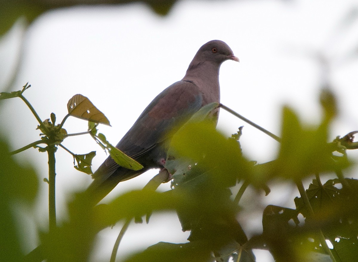 Red-billed Pigeon - ML647165246