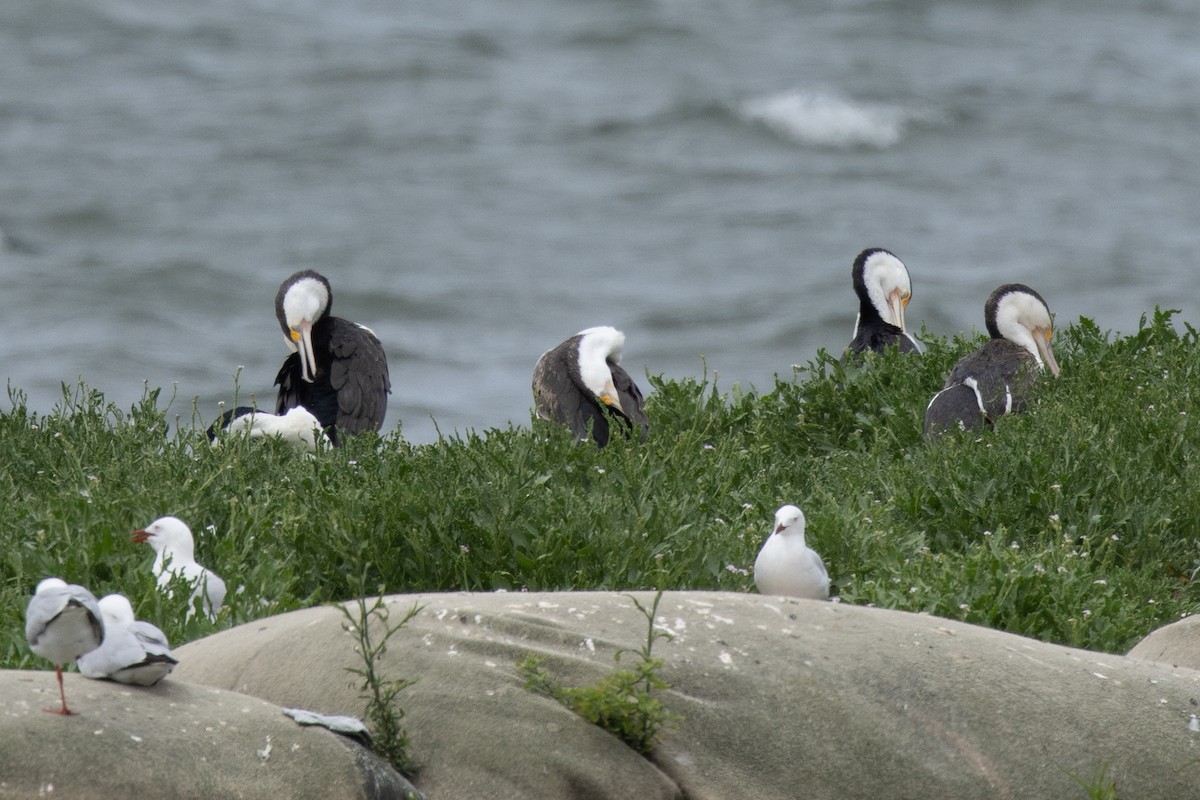 Pied Cormorant - ML647165249