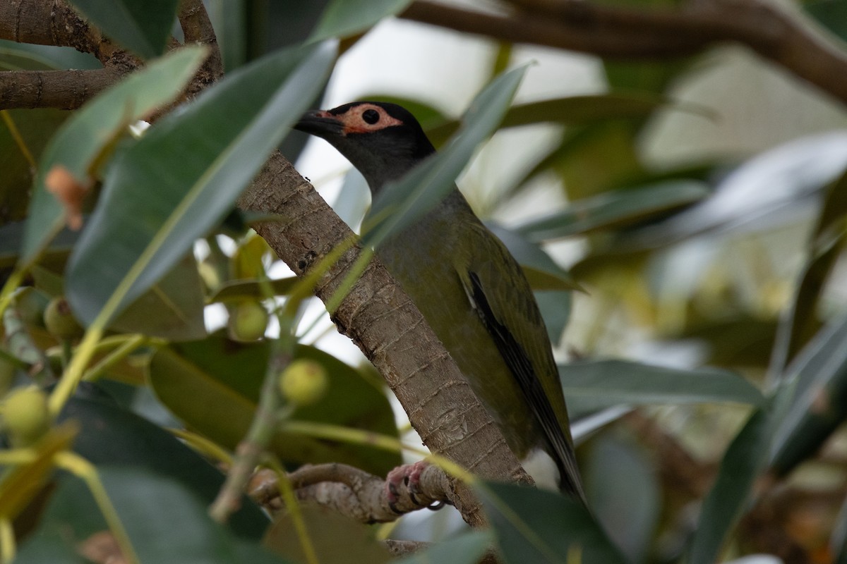 Australasian Figbird - ML647165254