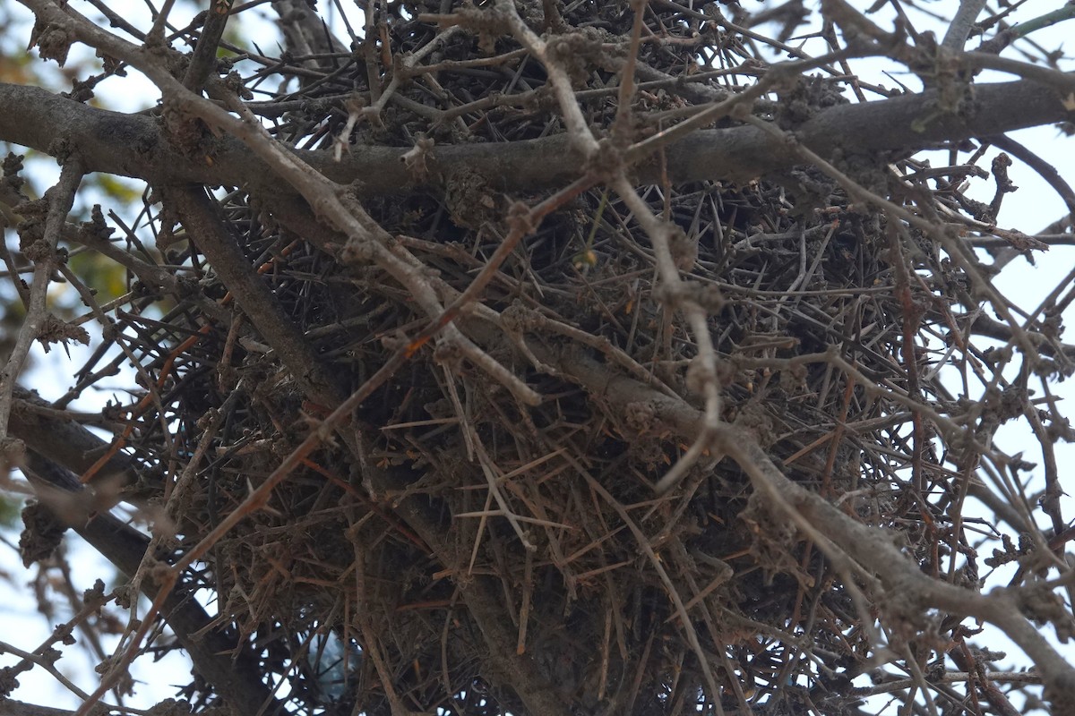 Necklaced Spinetail - ML647165260