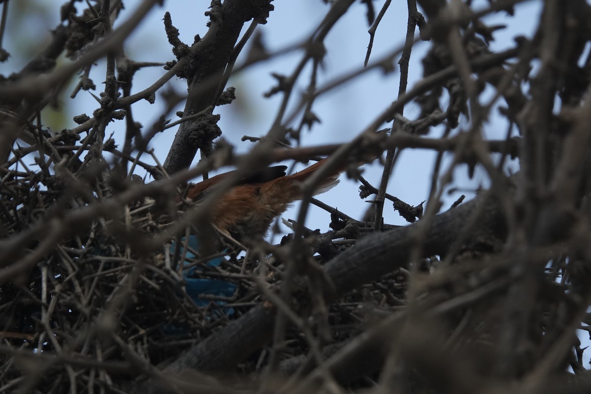 Necklaced Spinetail - ML647165261