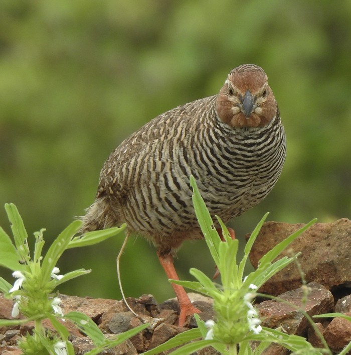 Taşlık Cüce Bıldırcını - ML647165262