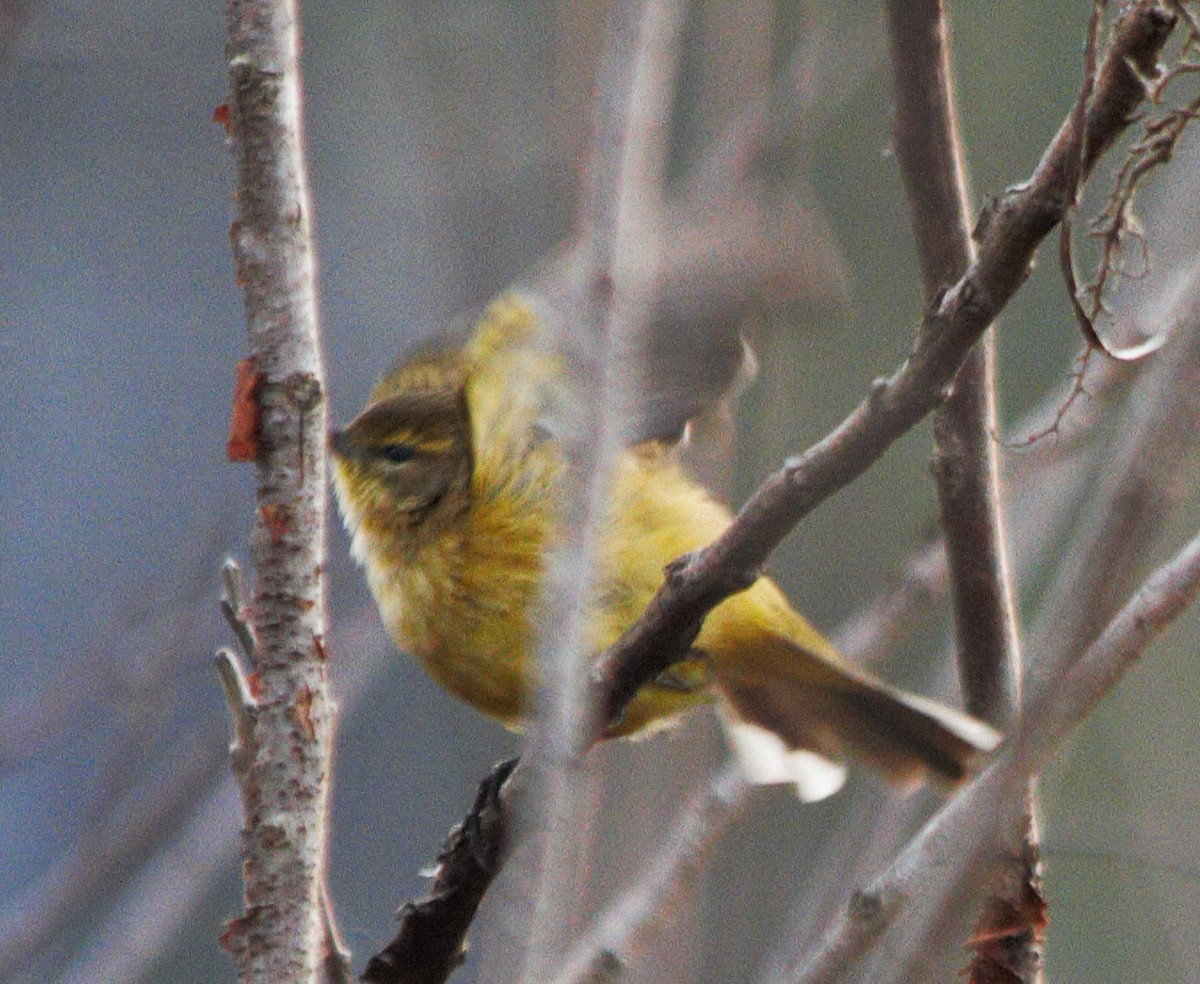 Palm Warbler - ML647165274