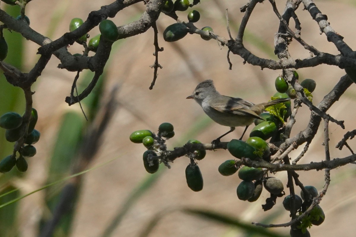 Southern Beardless-Tyrannulet - ML647165275