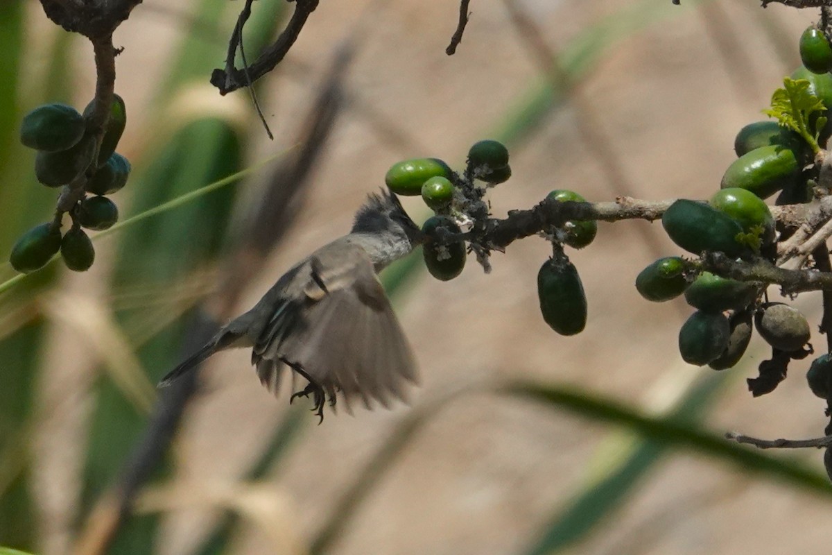 Southern Beardless-Tyrannulet - ML647165276