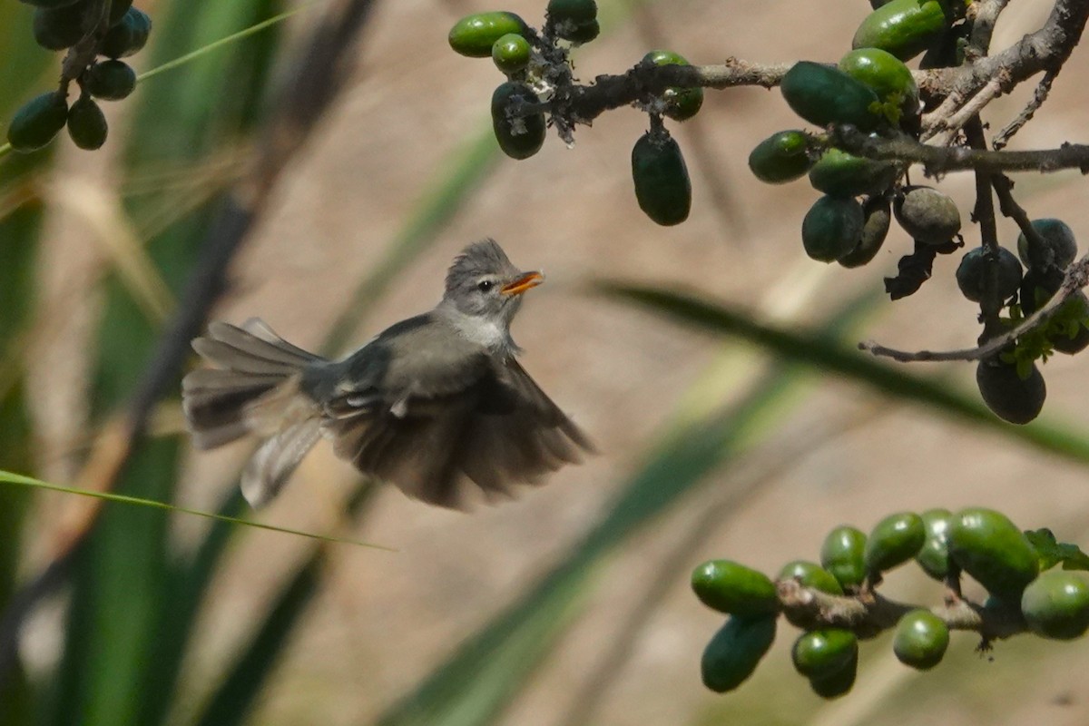 Southern Beardless-Tyrannulet - ML647165277