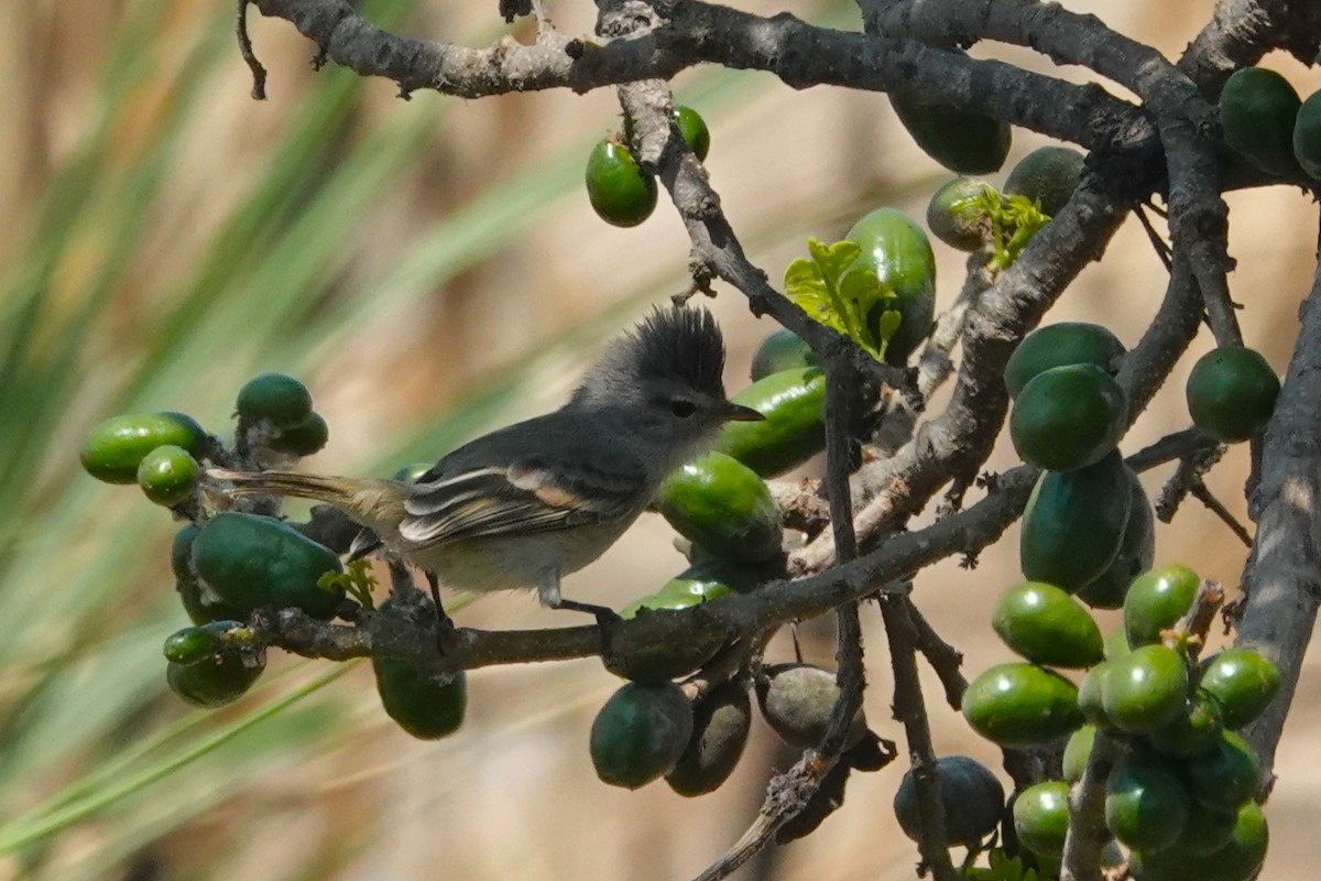 Southern Beardless-Tyrannulet - ML647165278