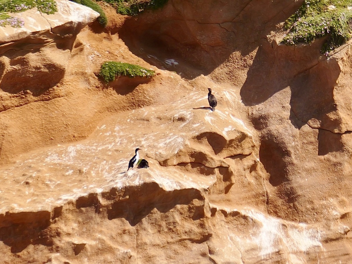 Баклан плямистий - ML647165279