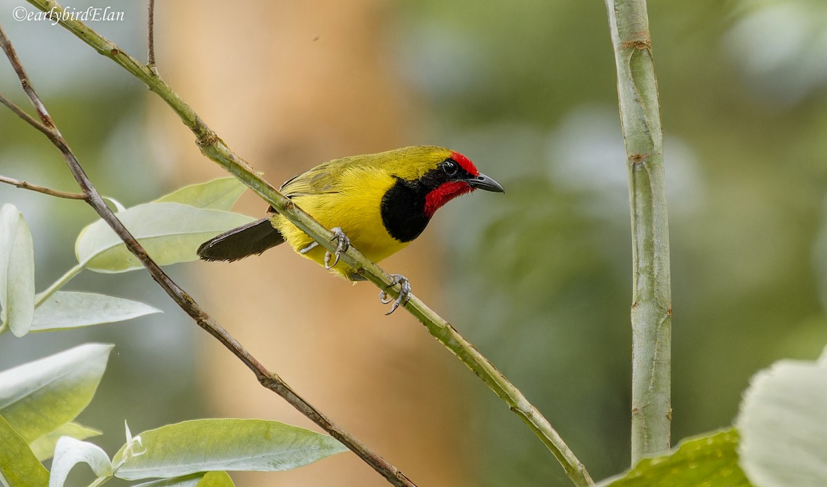 Doherty's Bushshrike - ML647165285