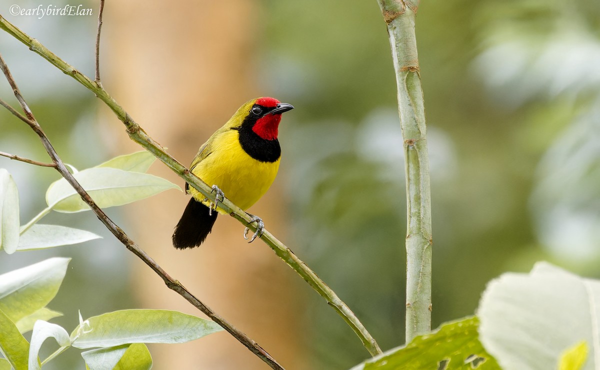 Doherty's Bushshrike - ML647165286